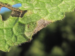 Ramularia cupulariae