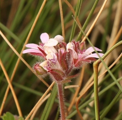 Pelargonium capituliforme