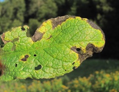 Ramularia cupulariae