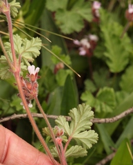 Pelargonium capituliforme