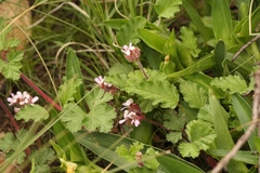 Pelargonium capituliforme