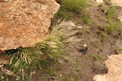 Aristida junciformis