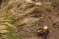 Aristida junciformis