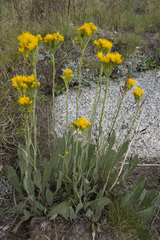 Senecio scorzonella