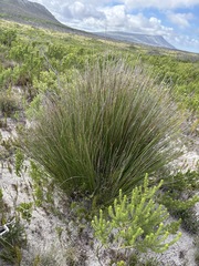 Sand Bog Rush (Schoenus arenicola)