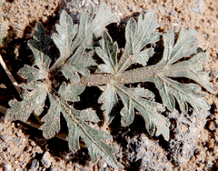 Cymopterus glomeratus