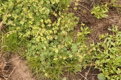 Psammotropha mucronata