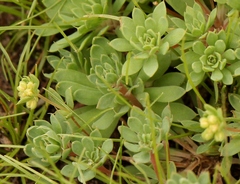 Psammotropha mucronata