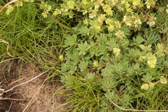 Psammotropha mucronata
