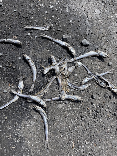 Japanese anchovy (Engraulis japonicus) — Engraulidae