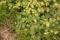 Psammotropha mucronata