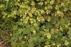Psammotropha mucronata
