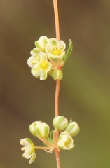 Psammotropha mucronata