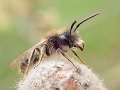 Andrena