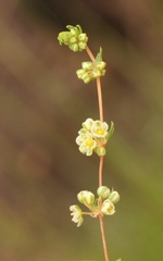 Psammotropha mucronata
