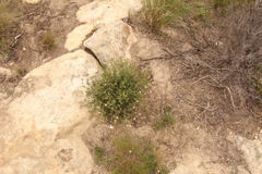 Senecio subrubriflorus
