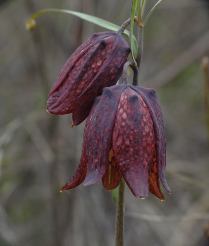 Ruthenian Fritillary