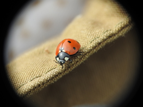 Seven-spotted Lady Beetle