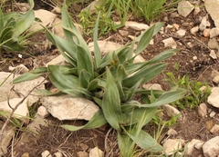 Hypoxis costata