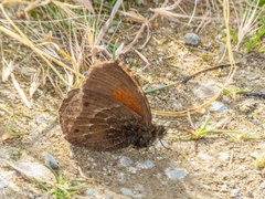 Cosmosatyrus leptoneuroides