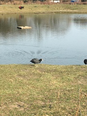 Fulica atra