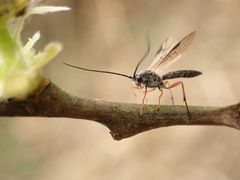 Earinus elator