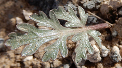 Cymopterus glomeratus