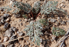 Cymopterus glomeratus