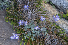 Lupinus breweri breweri
