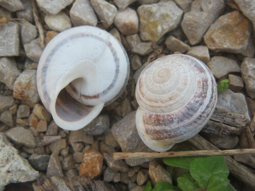 Eobania vermiculata