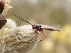 Earinus elator