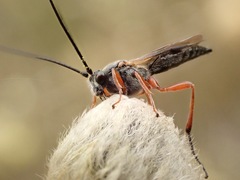 Earinus elator