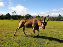 Tragelaphus oryx livingstonii