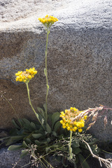 Senecio scorzonella