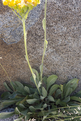 Senecio scorzonella