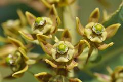 Xysmalobium confusum