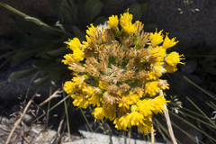 Senecio scorzonella