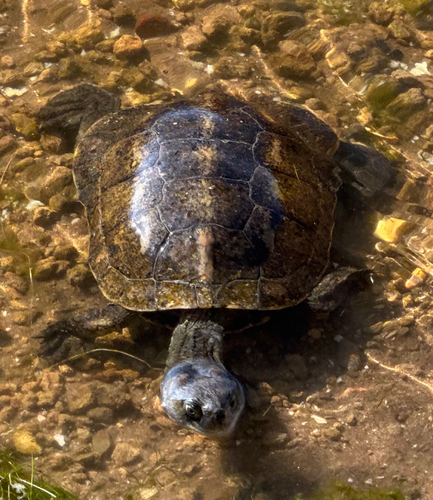 Mauremys leprosa