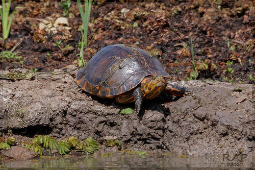 D’Orbigny’s slider, Trachemys dorbigni