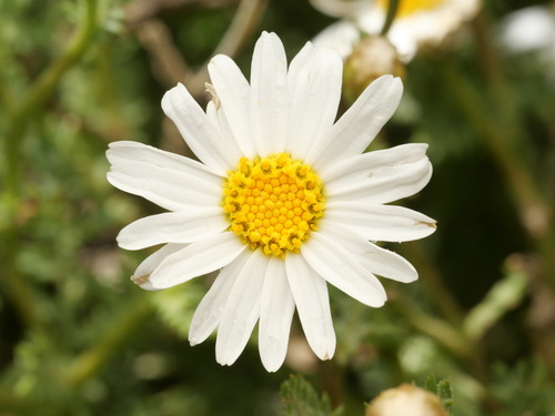 Argyranthemum adauctum