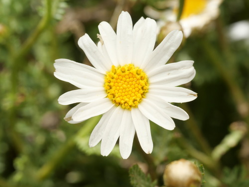 Argyranthemum adauctum, photograph 1