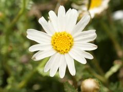 Argyranthemum adauctum, photograph (c) Borja Fierro, some rights reserved (CC BY)