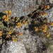 Sedum obtusatum obtusatum - Photo (c) Todd Ramsden, algunos derechos reservados (CC BY-NC), subido por Todd Ramsden