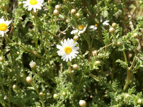 Argyranthemum adauctum, photograph 2
