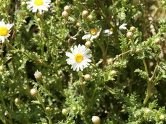 Argyranthemum adauctum, photograph (c) Borja Fierro, some rights reserved (CC BY)