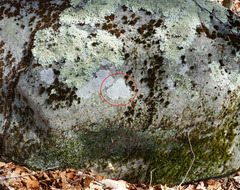 Pertusaria plittiana