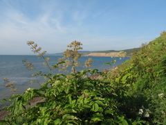 Aralia cordata sachalinensis