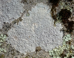Pertusaria plittiana