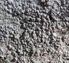 Pertusaria plittiana