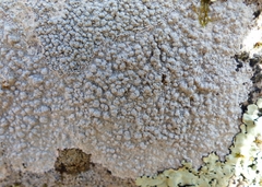 Pertusaria plittiana